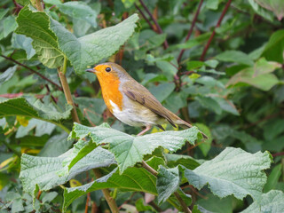 beautiful Robin perched on a leaf in the English countryside