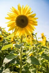 beautiful bright yellow sunflower on a bright sunny day