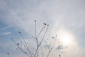 Cephalaria transsylvanica