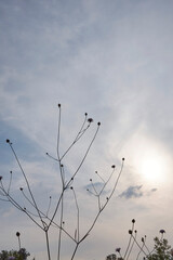 Cephalaria transsylvanica