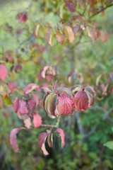Cornus sanguinea 