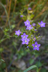 Legousia speculum veneris 