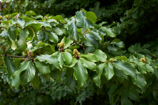Parrotia persica