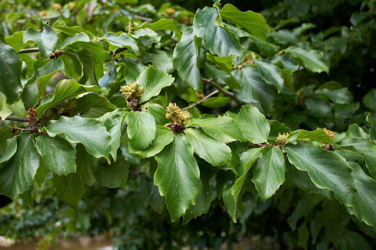 Parrotia persica 