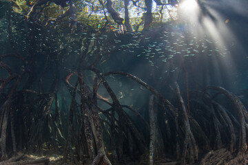 Sunlight filters down through the canopy of a remote mangrove forest in Raja Ampat, Indonesia....