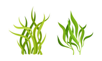 Seaweed or Macroalgae as Aquatic and Marine Plants Growing on Ocean Bottom Vector Set