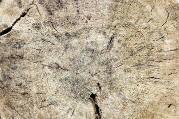 Wooden slice texture of wooden log slices. Stand for natural handmade decor with a rustic branch. Texture of old logs Felled logs lie sideways on a sunny day. There is a lot of old dead forest lying
