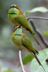 Twice green bee eater
