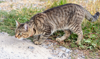 The cat walks on the lawn.