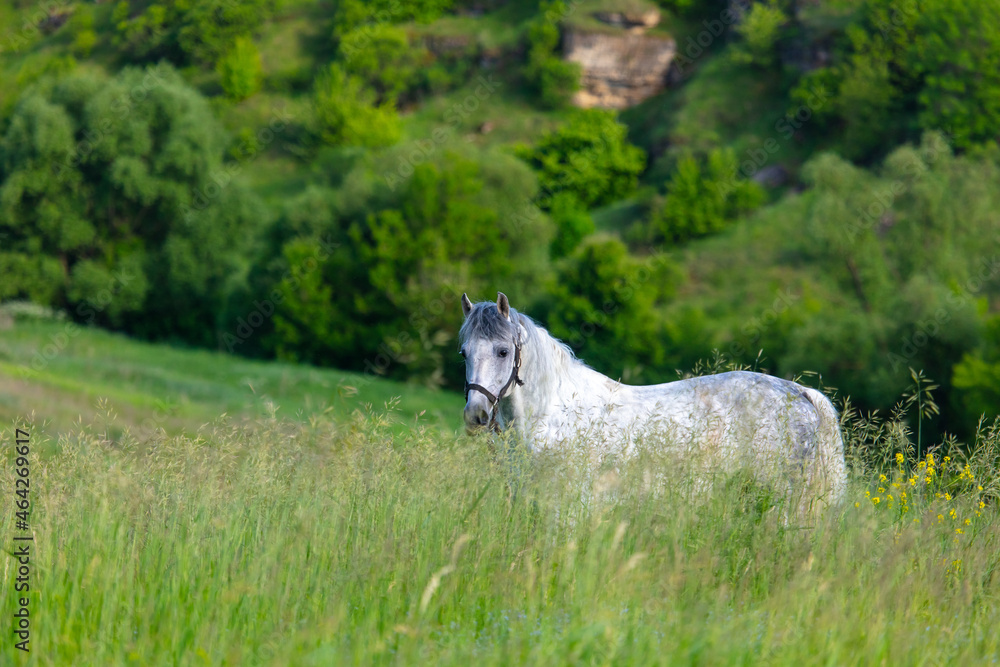 Poster Horse portrait in summer pasture.