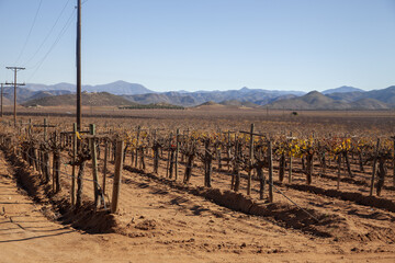 amazing vineyard in south california, mexico. landscape of field of wine 
