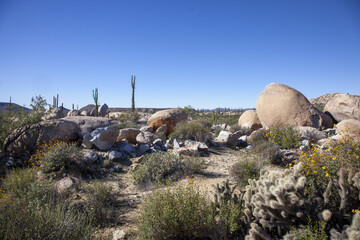 cool landscape in the desert of mexico, cactus and blue sky ,desert and rocks, off road, mexico, baja california,