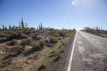 cool road in the desert of mexico, cactus and blue sky, road and rocks, off road, mexico, baja california,