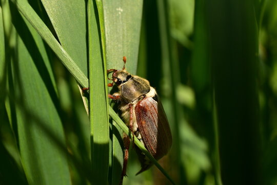 Close-up of May beetle sitting on a stalk of grass.