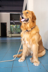 Adult golden retriever with a rope leash sitting on the floor