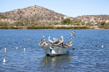 lot of pelicans on a boat, mexican birds, sea view