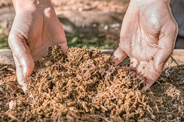 Used tea leaves as organic compost