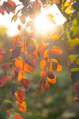 Autumn leaves close-up at sunset. Colorful leaves.