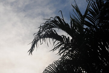 Palm tree silhouette on blue sky background. Nature. Text space