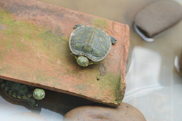 two red-eared turtle in a terrarium. Pond slider