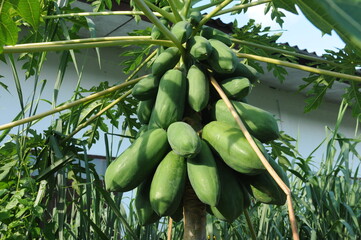 Papaya tree with lots of green fruits. Healthy food.