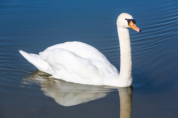 beautiful swan swimming on a lake