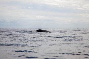 beautiful sea, ocean, whale watching, mexico california
