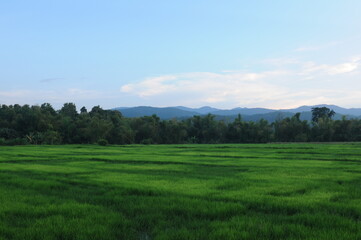 Green rice field in Northern Thailand.