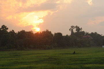 .Sunset over Green rice field in Northern Thailand