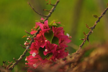 Pink Bougainvillea on green background