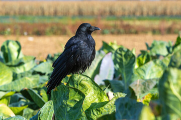  detail of a crow sitting on a cabbage plant