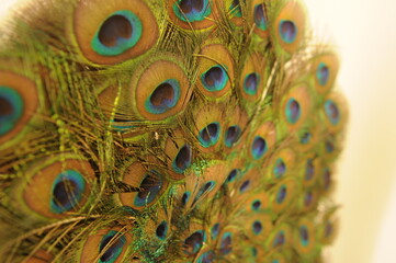 peacock feather decor on the wall