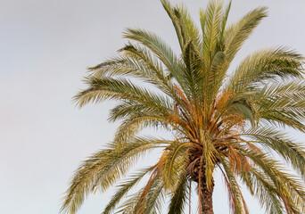 Fototapeta na wymiar Palm trees against the sky.