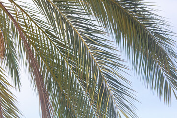 Fototapeta premium Palm tree against the blue sky.