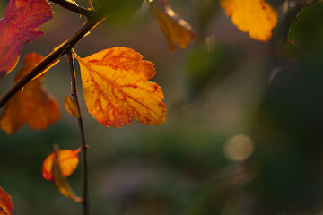 Autumn leaves close-up at sunset. Colorful leaves.