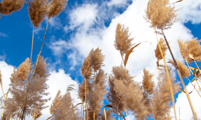 Reed on a background of blue sky.