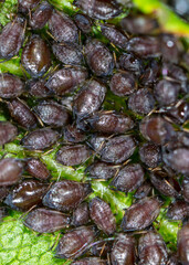 Aphids on a leaf of a tree.