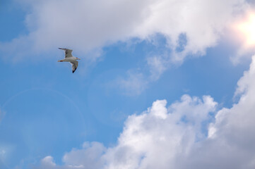 Seagull flies against the blue cloudy sky. Seagull flies against background of a bright blue sky. The seagull is white with black spots.