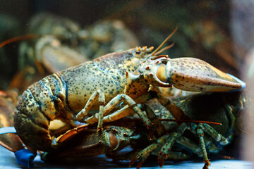 A live caught lobster sitting at the bottom of a brightly lit tank waiting to be cooked and eaten.Maine lobster Homarus Americanus.