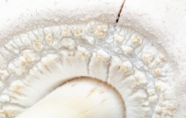 Champignon mushroom as an abstract background.