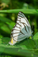 Butterfly. Beautiful butterfly on a leaf in the morning. This photo contains a beautiful butterfly with wings sitting on a green leaf. Cute and latest flower nature photo.