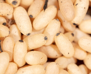 White ant eggs on the ground.