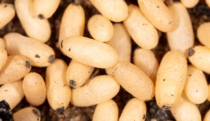 White ant eggs on the ground.