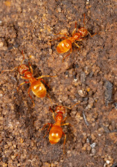 Yellow ants on the ground.
