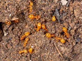 Yellow ants on the ground.