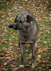 Homeless country kind eyes dog