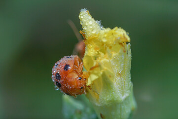 Seven -spotted ladybugs perch on flowers in search of food