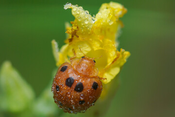Seven -spotted ladybugs perch on flowers in search of food