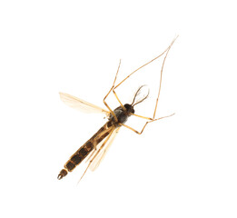 Closeup view of mosquito on white background