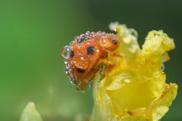 Seven -spotted ladybugs perch on flowers in search of food
